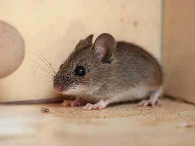 what do deer mouse eat