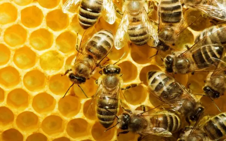 What do Australian honey bees eat?