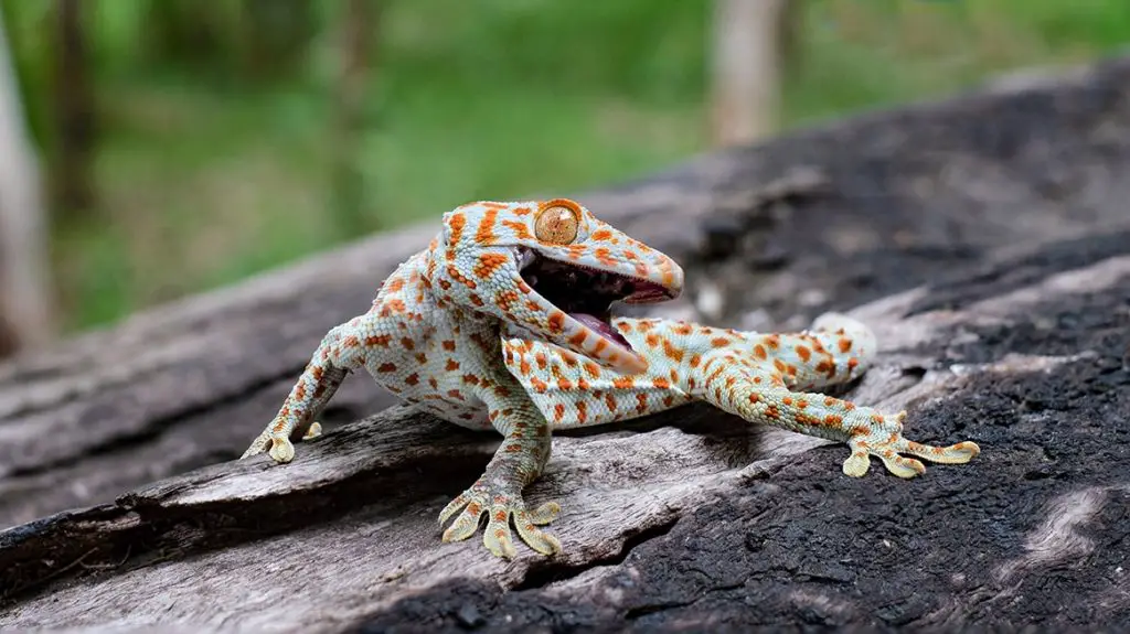 What should you not feed your tokay gecko?