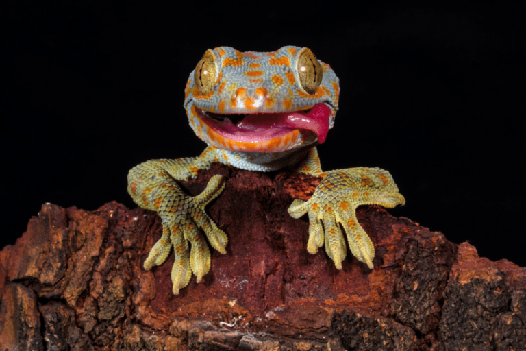 what do tokay geckos eat