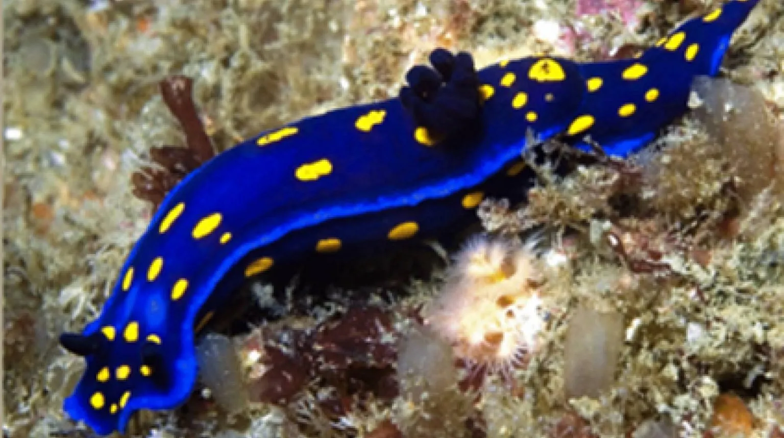 What Do Sea Slugs Eat