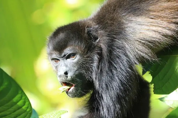 Howler monkey eating fruits