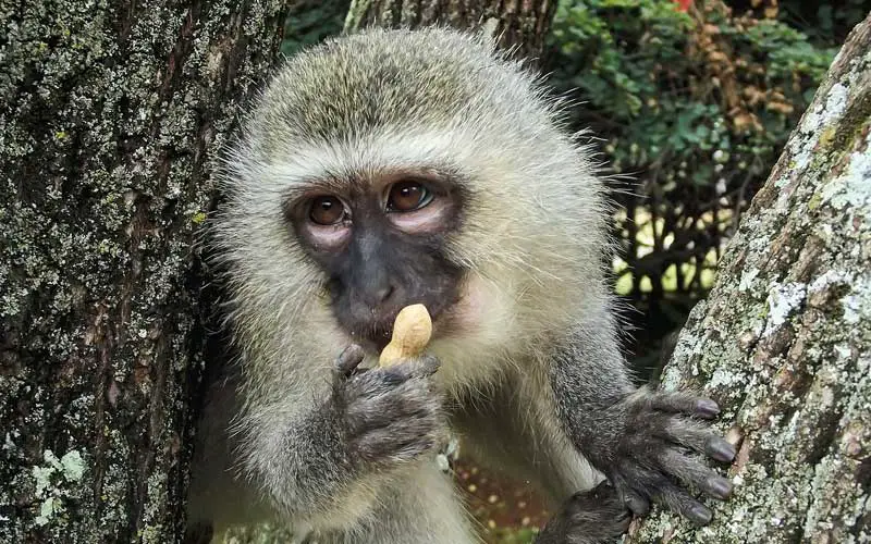 Vervet monkey eating peanut