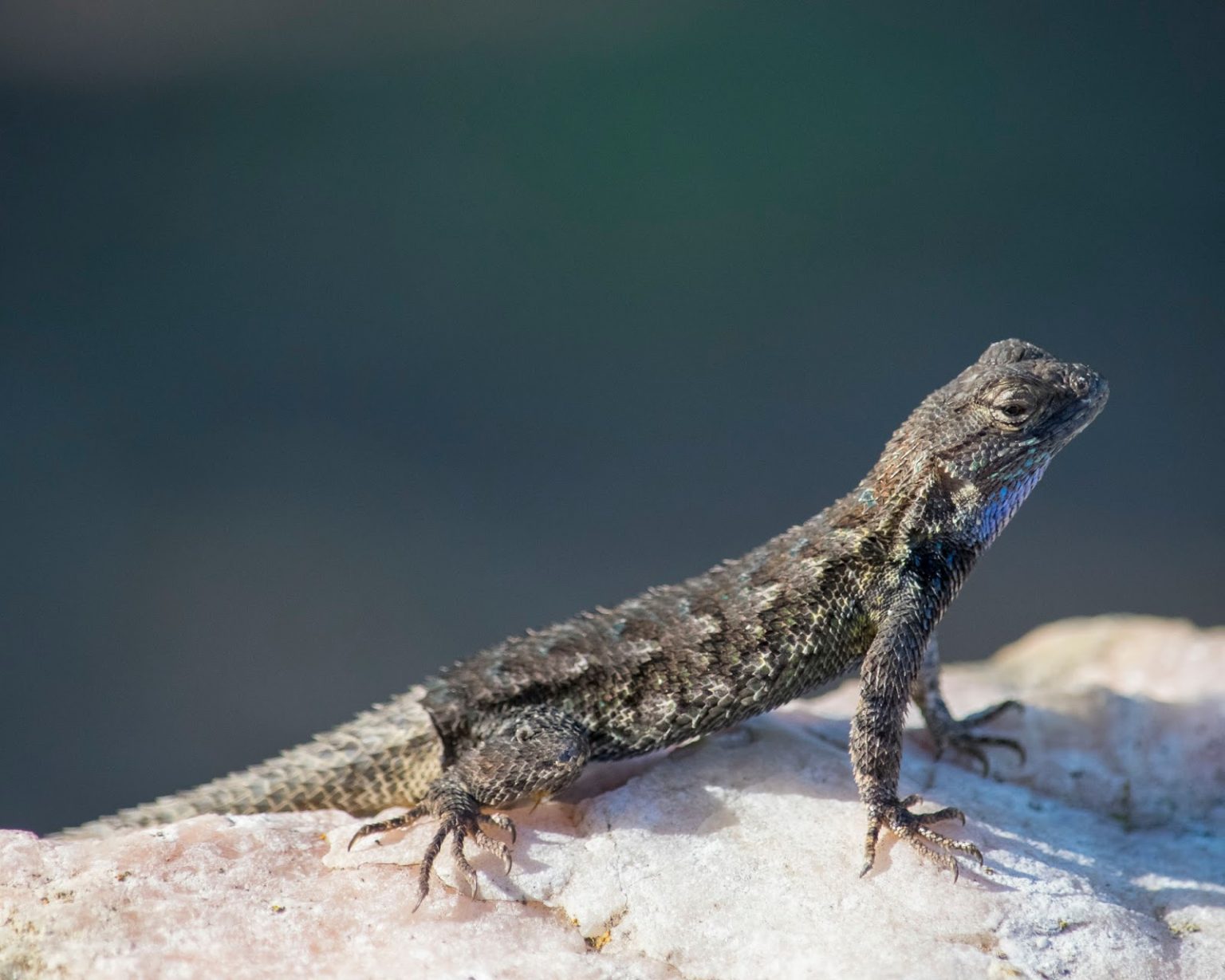 What Do Blue Belly Lizards Eat?