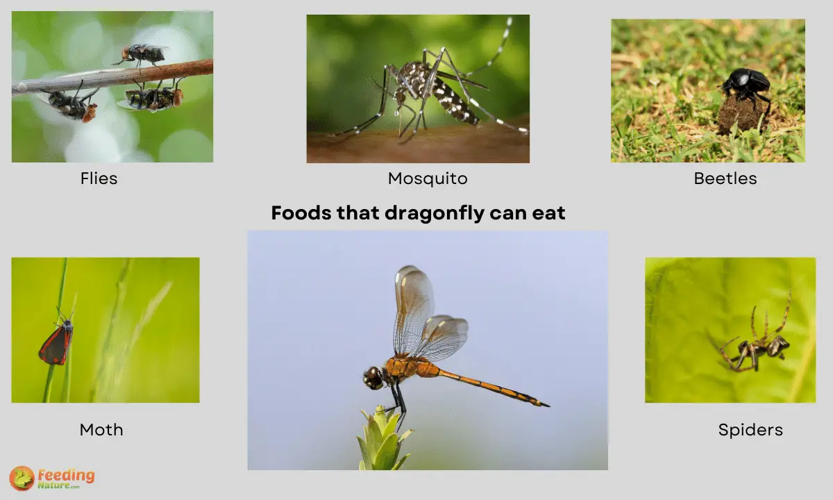 What Do Dragonflies Eat [15+ Foods They Love]