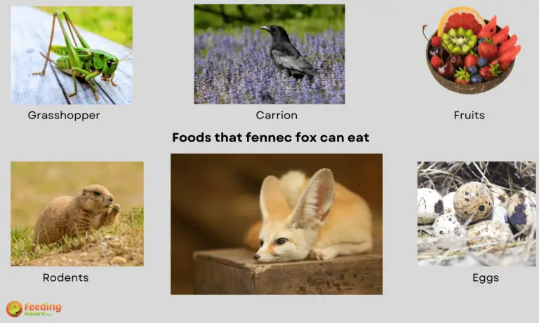 what do fennec foxes eat