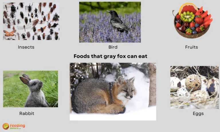what do gray foxes eat