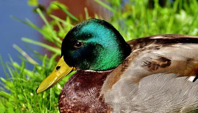 what do mallard ducks eat