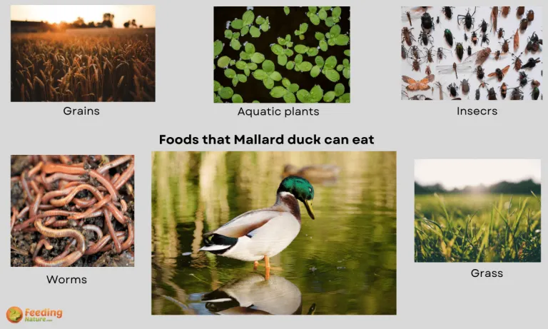 what do mallard ducks eat