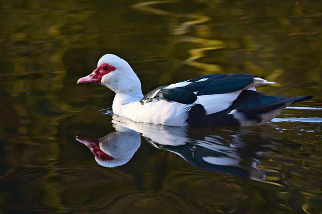 what do muscovy ducks eat