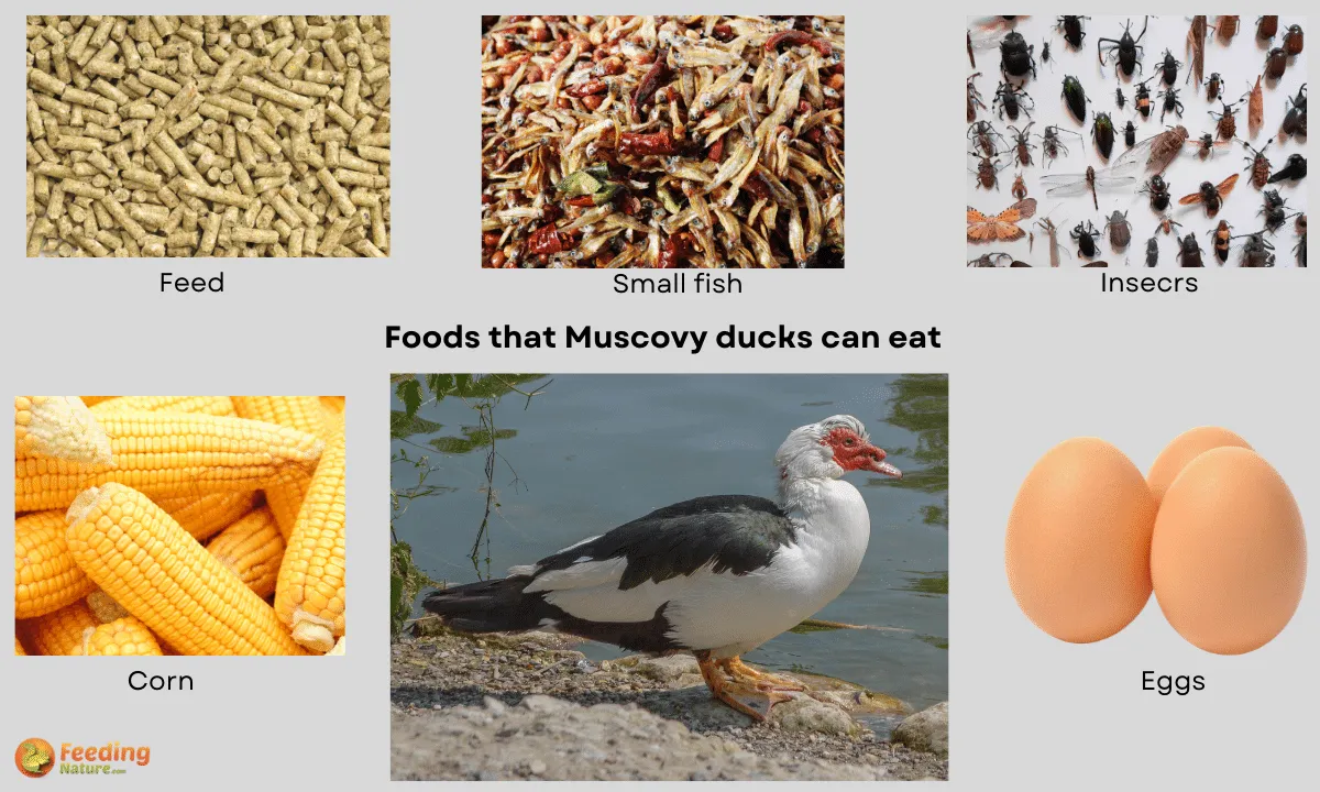 What Do Muscovy Ducks Eat [20+ Food They Feed On]
