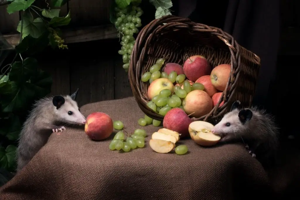 possums with fruits