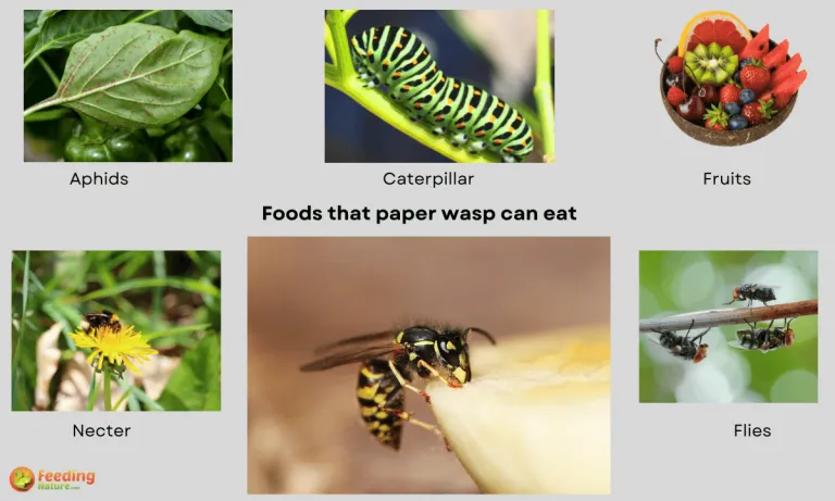 what do paper wasps eat