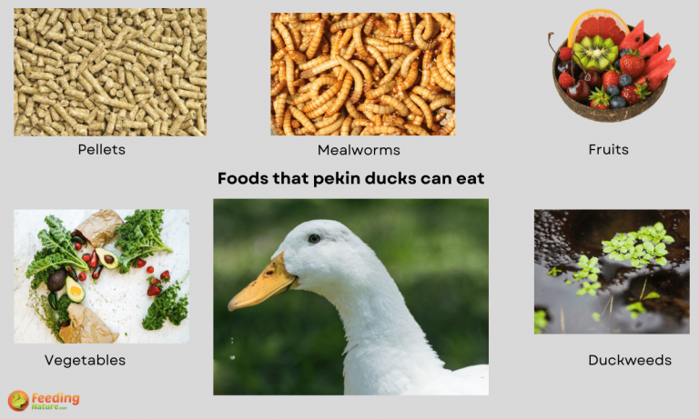 what do pekin ducks eat