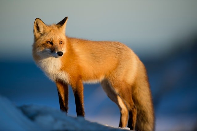 what do red foxes eat