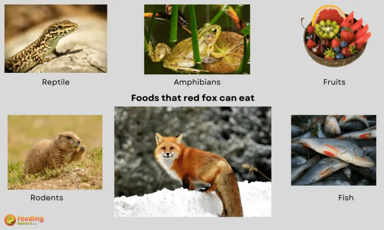 what do red foxes eat