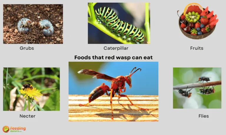 what do red wasps eat
