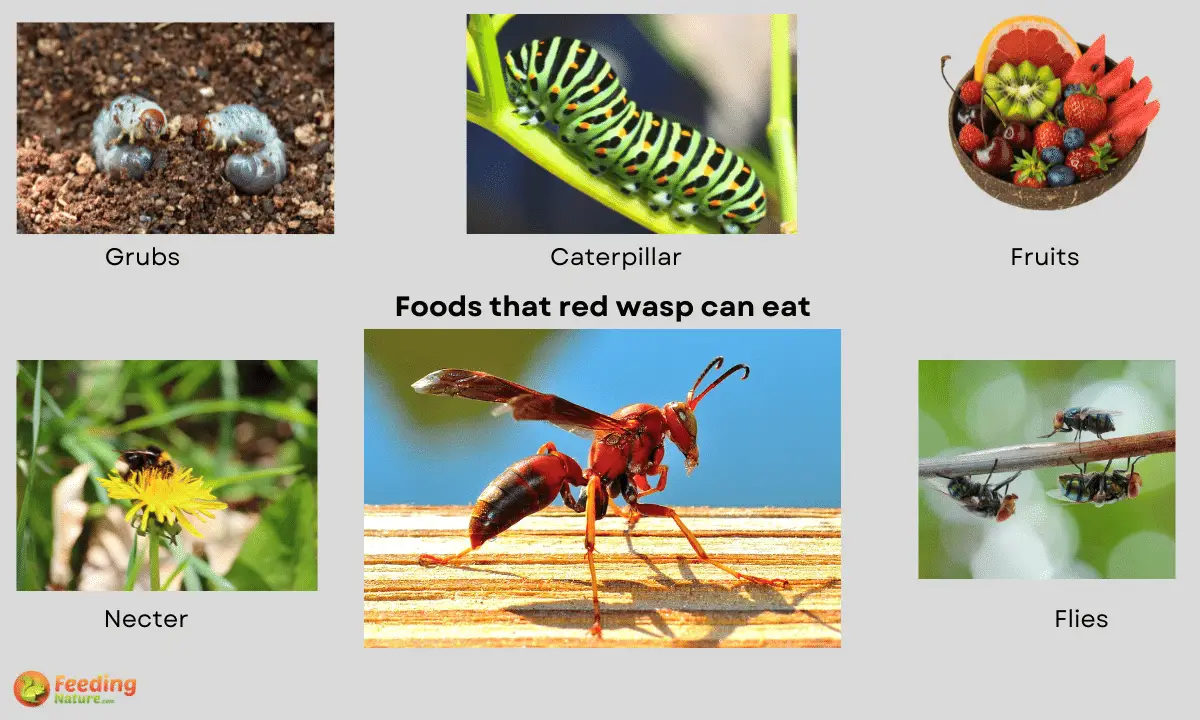 What Do Red Wasps Eat? 5 Favorite Foods Feeding Nature