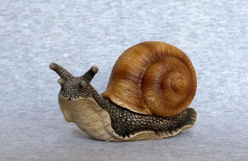 What do snails eat and drink?