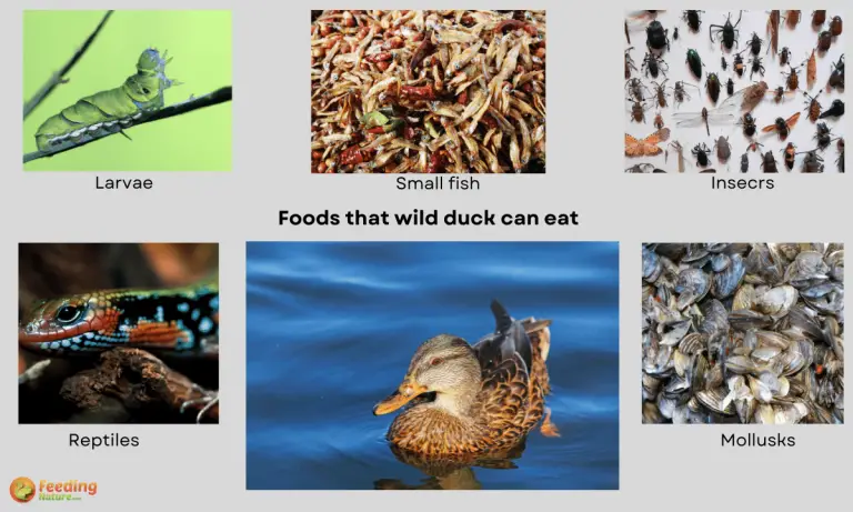 what do wild ducks eat