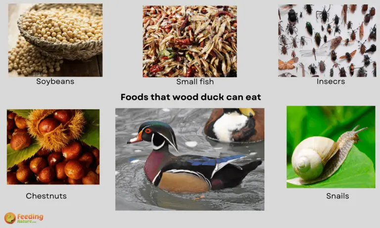 what do wood ducks eat