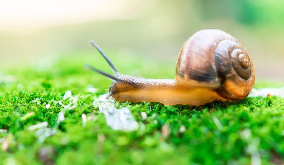 Do all snails eat the same things?