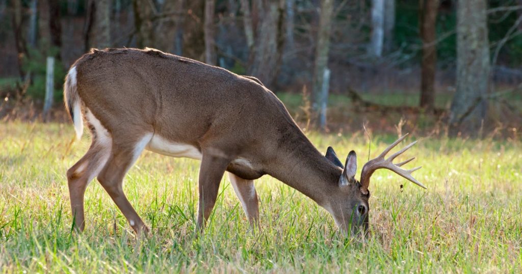 What is the worst way to feed a Whitetail deer?