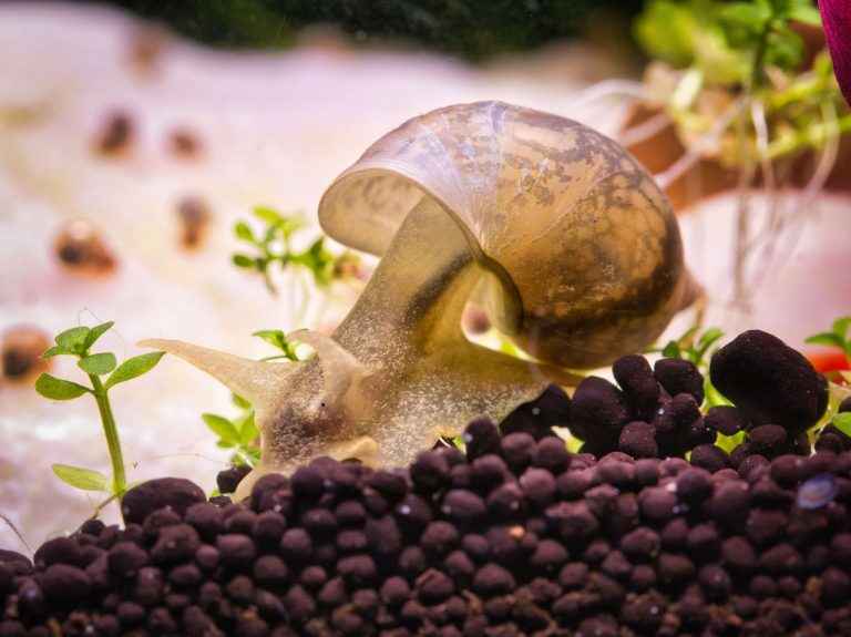 What vegetables do aquarium snails eat?