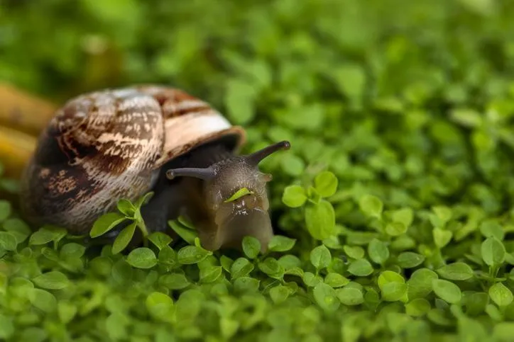 What do garden snails eat in the wild?