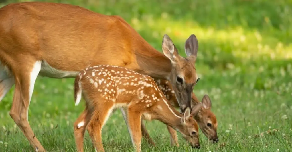What should you not feed whitetail deer?