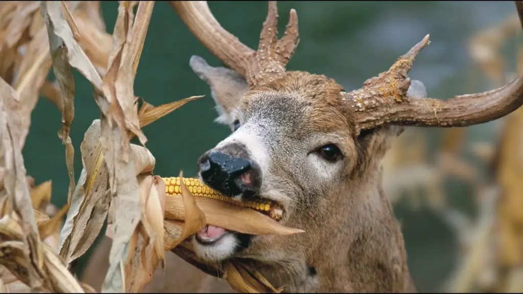 What kind of fruit do whitetail deer eat?