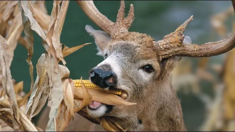 What Do Whitetail Deer Eat?