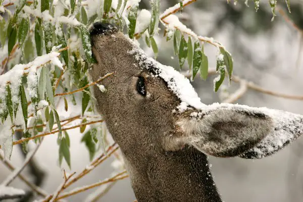 What should you plant for deer to eat in winter?