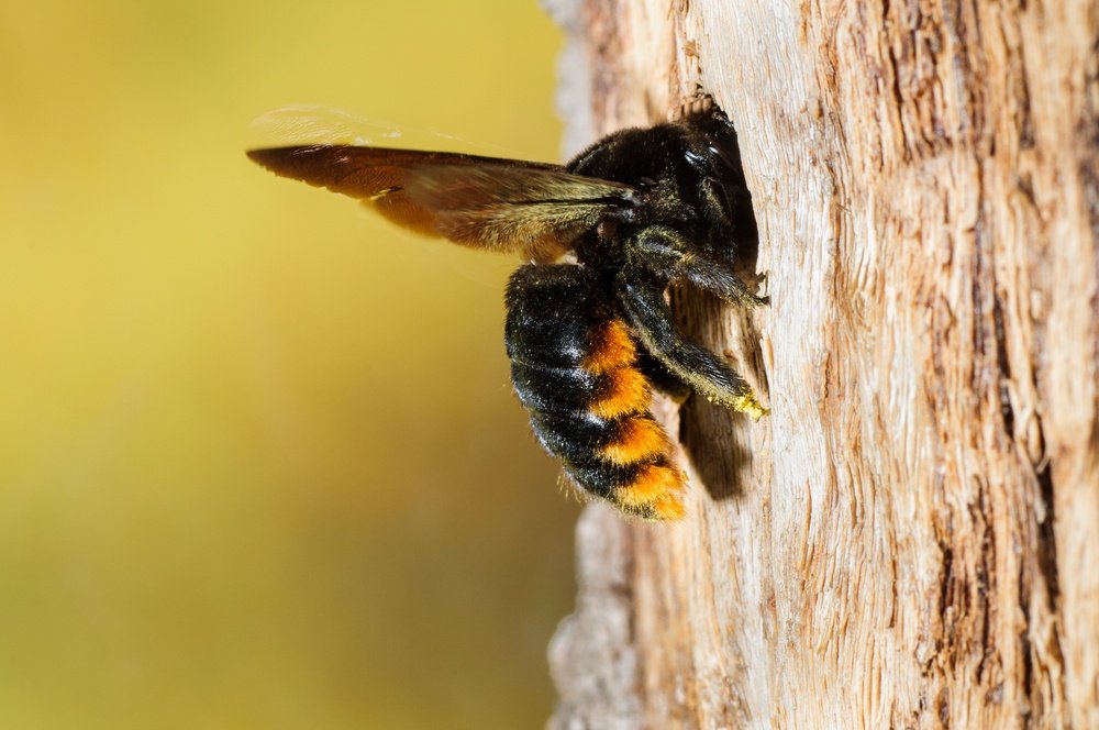 What kind of hive do wood bees build?
