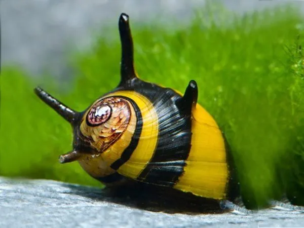 What do black racer nerite snails eat?