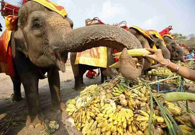 Asian elephants eating bananas