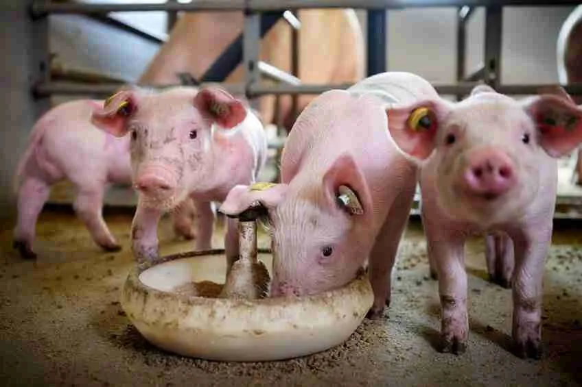 farm pigs eating