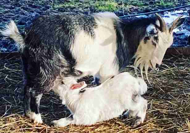 baby goat taking feed from mama goat