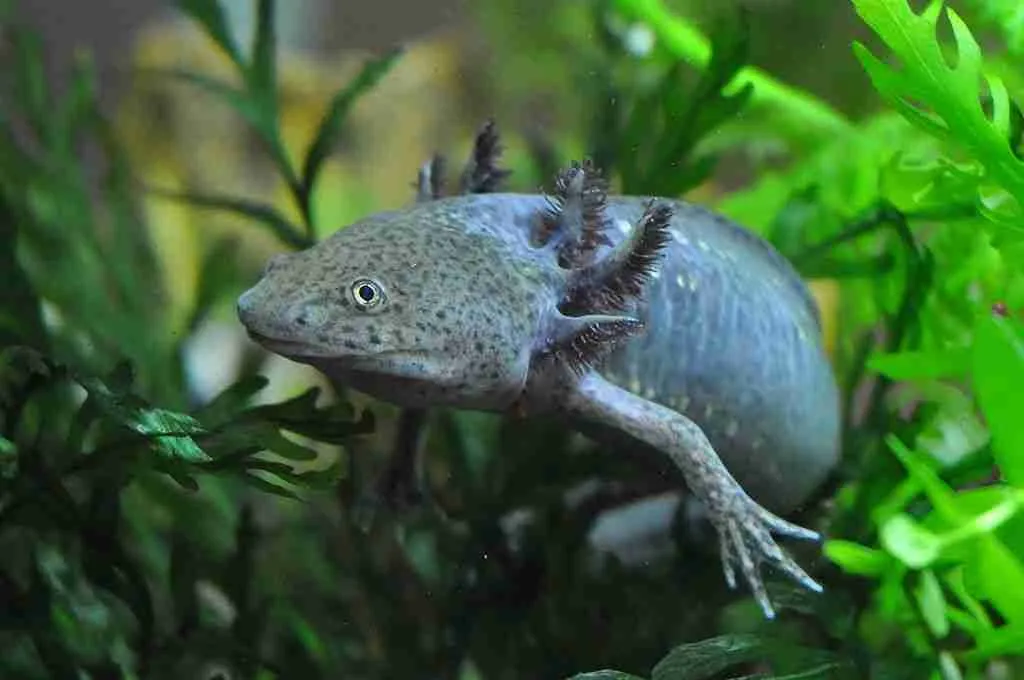 an axolotl