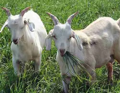 miniature goats eating grass