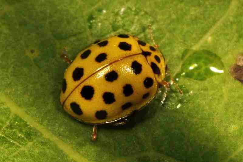 Yellow ladybug on a leaf drinking water