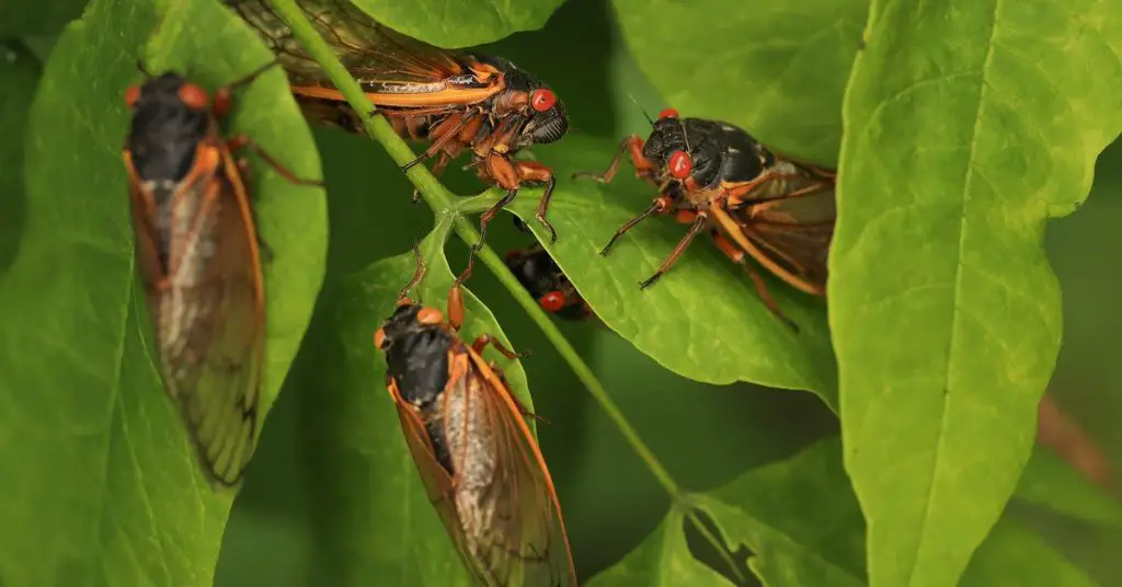green cicadas on plants