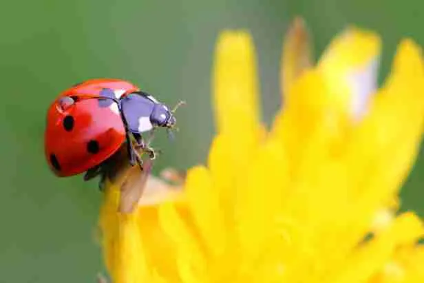 ladybug sitting on flower