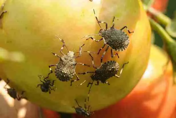 Stink Bugs on apple