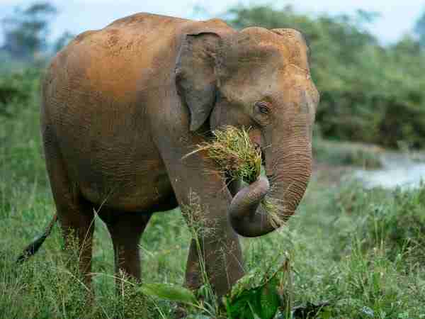 Elephant Eating grass