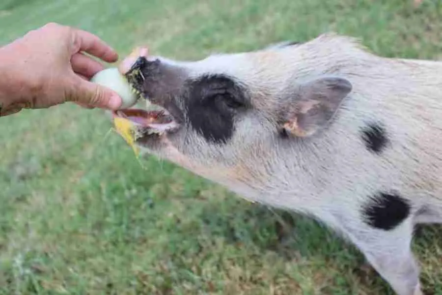 mini pig eating vegetable