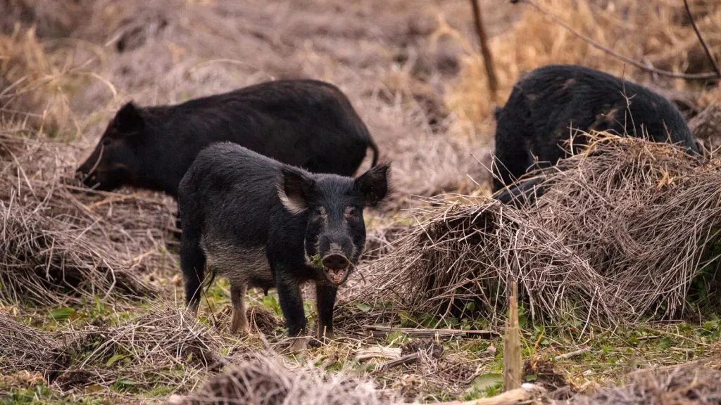 Wild Pigs in the field