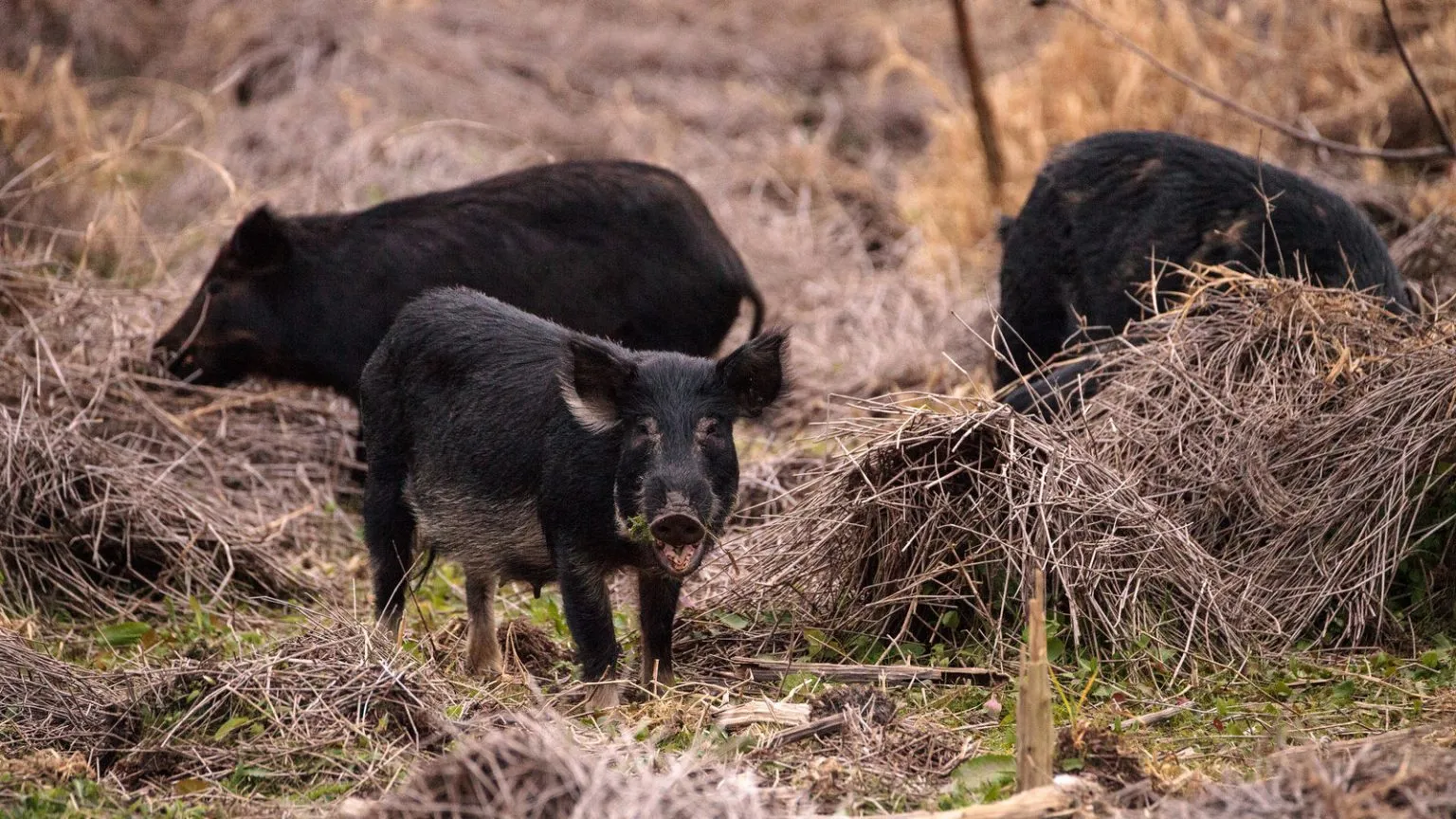 What Do Wild Pigs Eat?
