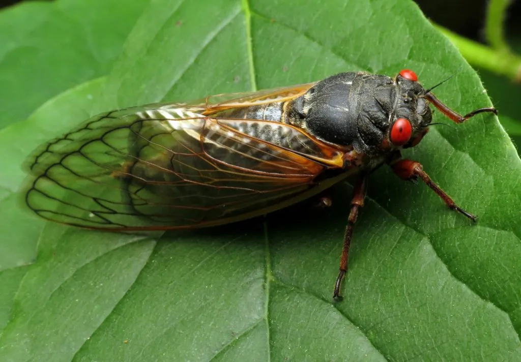 periodical cicada on leaf