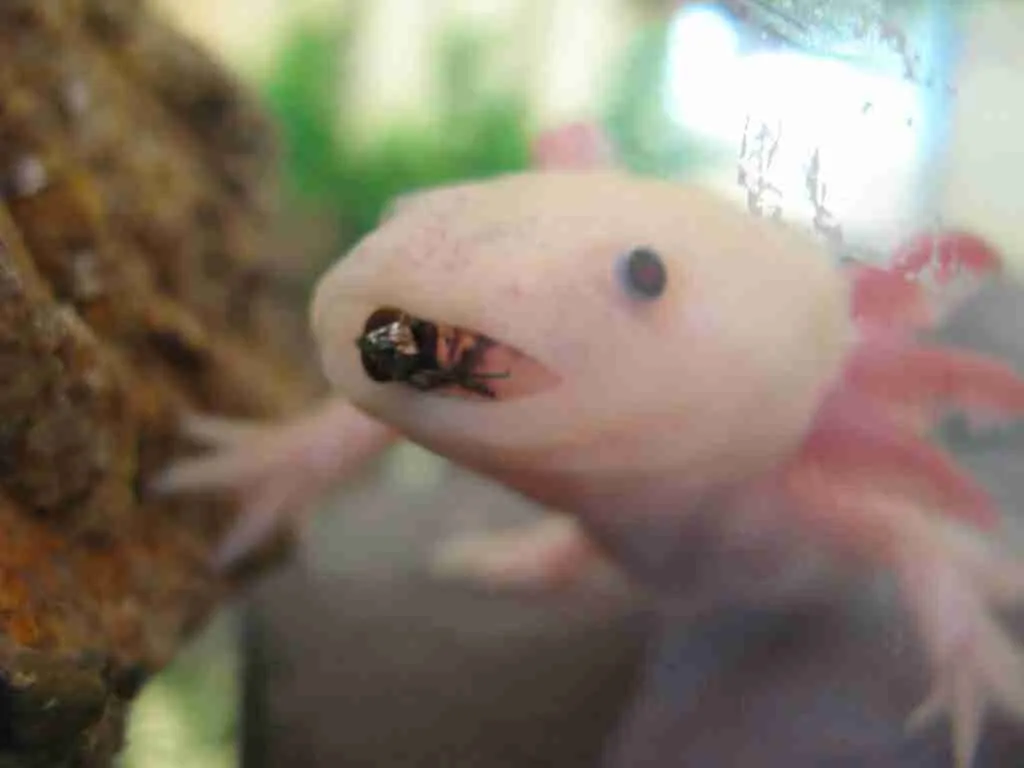 Worms Axolotl Eat